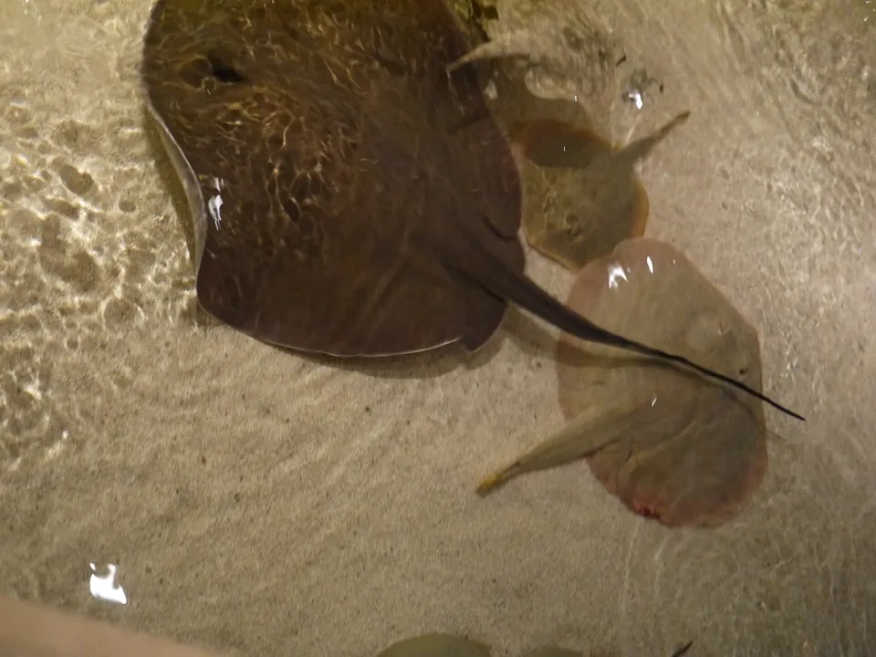 Raya fotografiada en Shark Reef Aquarium, Mandalay Bay · archivo 2014