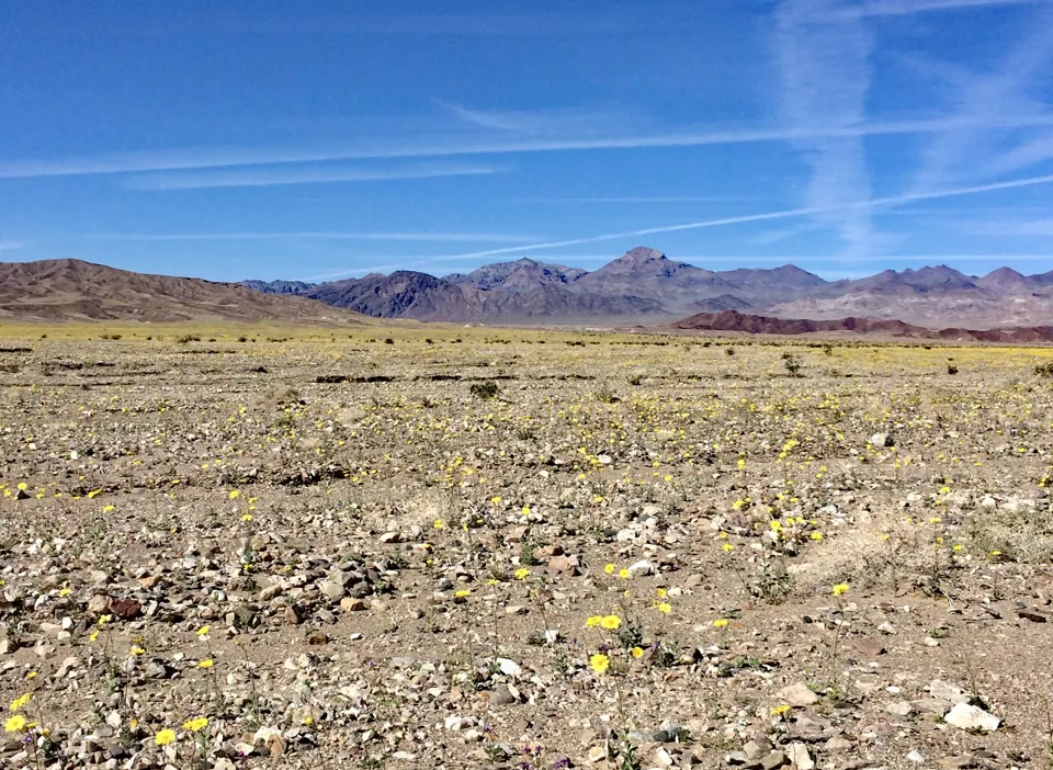 Terreno pedregoso con pequeñas flores amarillas y montañas de Death Valley.