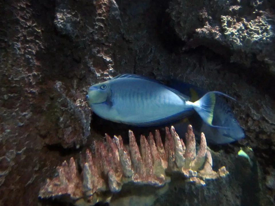 Pez en Shark Reef Aquarium, Mandalay Bay · archivo de septiembre de 2015