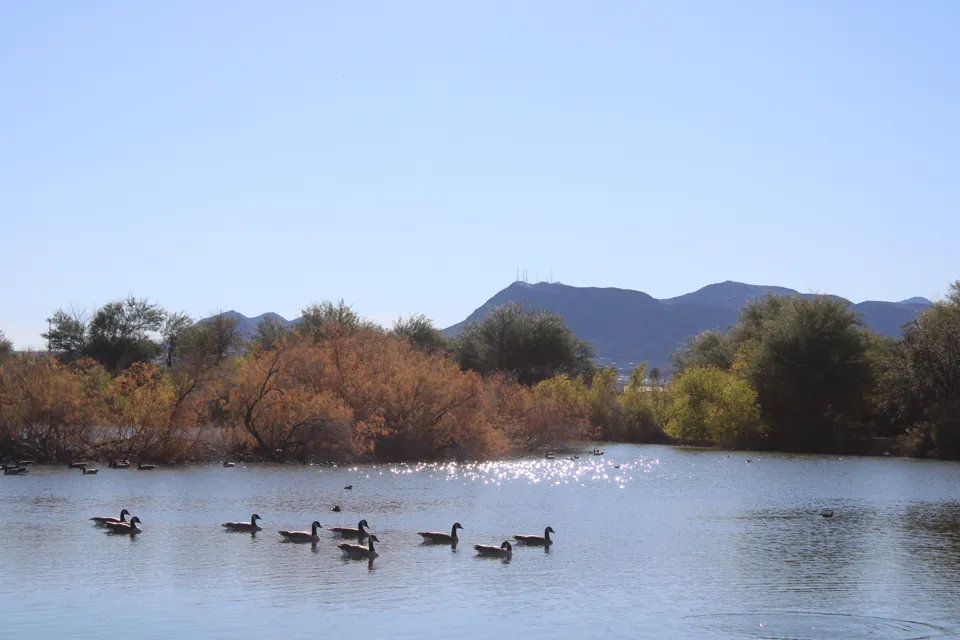 Estanque de Henderson Bird Viewing Preserve · archivo de diciembre de 2025. Las aves y el paisaje varían según la temporada.