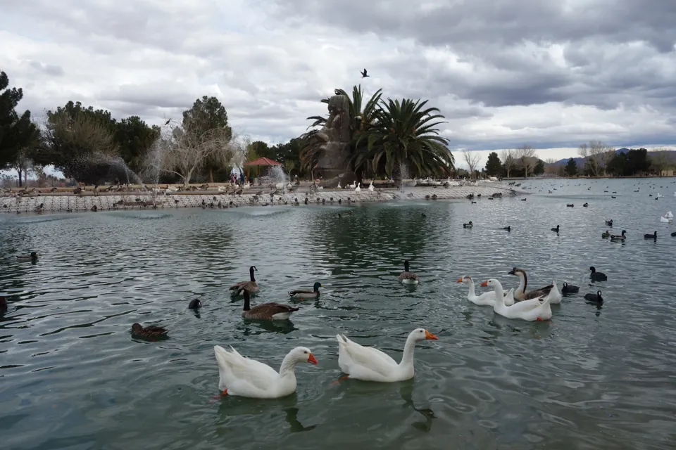 Aves acuáticas en el estanque de Sunset Park, con árboles y una isla al fondo.