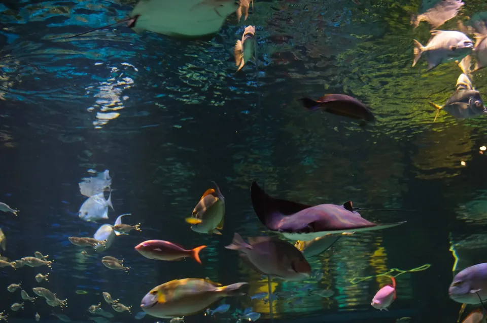 Peces y rayas en el acuario de Silverton · archivo 2012-04-20.