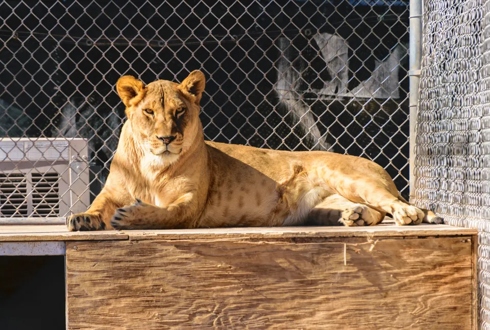 León fotografiado en Lion Habitat Ranch, Henderson · archivo de enero de 2019; no garantiza observar este animal ni la misma distribución durante tu visita.
