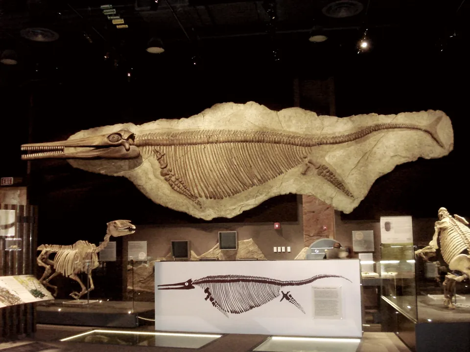 Exhibición de Shonisaurus en Nevada State Museum, Las Vegas · archivo de noviembre de 2011; la presentación actual puede variar.