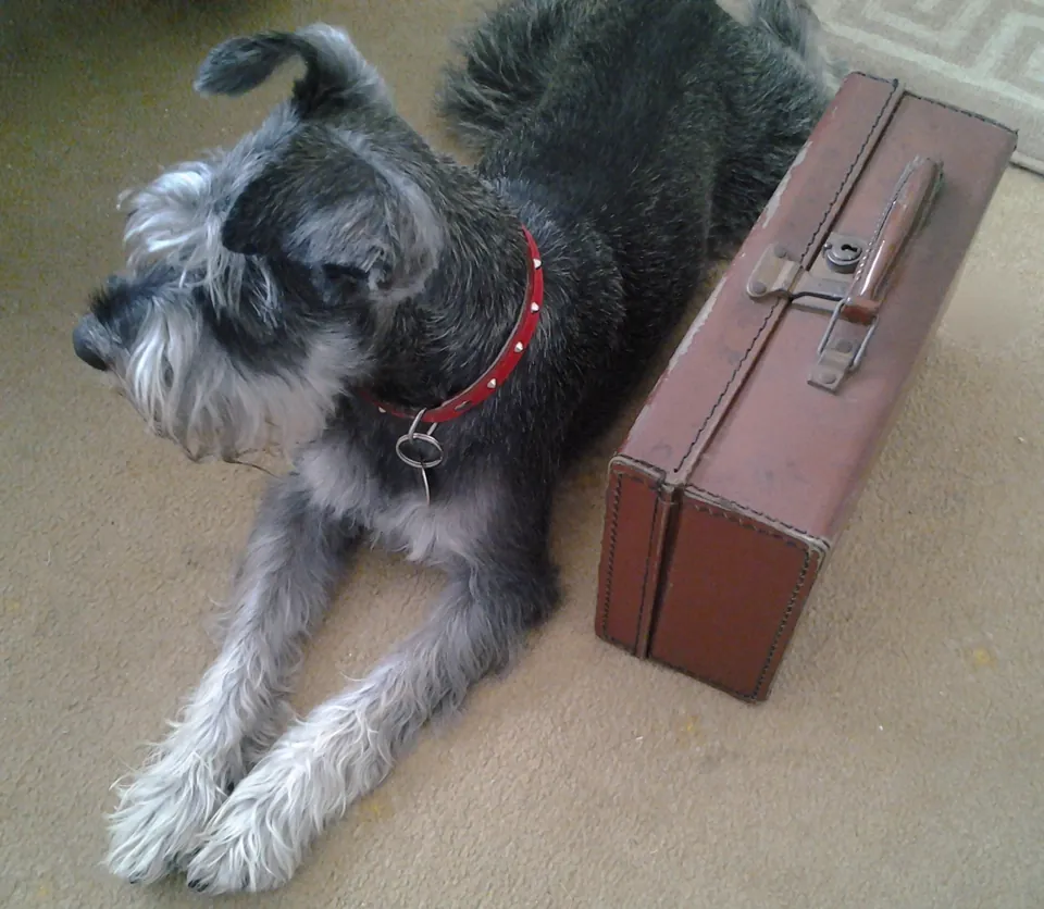Perro schnauzer junto a una maleta