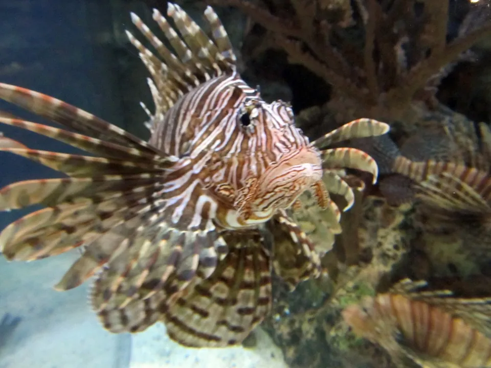 Pez león fotografiado en Shark Reef Aquarium, Mandalay Bay · archivo 2015