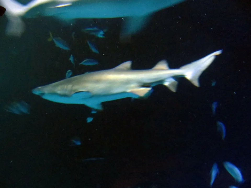 Tiburón en Shark Reef Aquarium de Mandalay Bay · archivo 2015